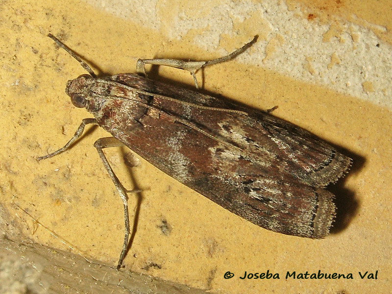 Pyralidae: Phycita roborella